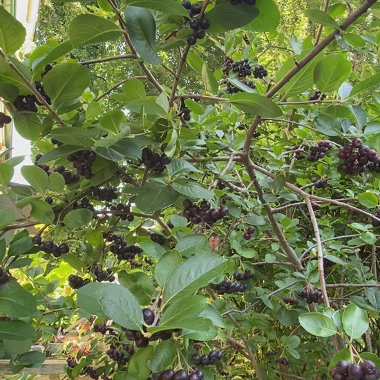 Aronia Berry harvesting Video