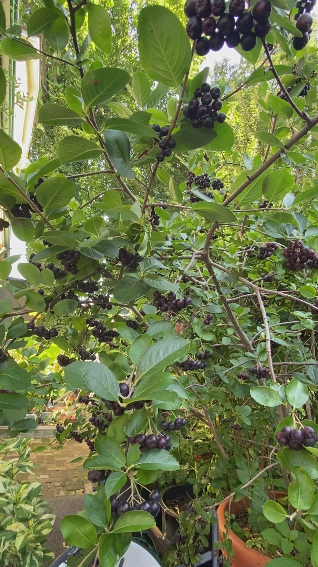 Aronia Berry harvesting Video